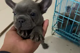 蓝牛，法国斗牛犬的一种