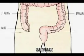 结肠的结构