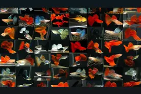 十二种最美孔雀鱼，精品赛级品相，一起来看看有没有你认识的？视频封面