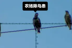 农场鸟类泛滥成灾，猎人手持FX野猫MK III清除鸟患，工具太给力了视频封面