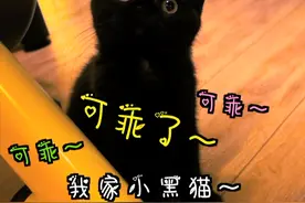 一只小黑猫睡觉还得拍拍，哄着睡！这小粘人精！咋整？55555
