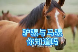 同为骡子，为啥会有驴骡和马骡的区分呢？哪种骡子更优秀呢？视频封面