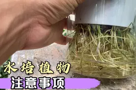 如何养水培植物才能不黄叶，不烂根，盆栽老板详细分享养植方法视频封面