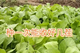 用这个方法种的小白菜，不但不招虫，而且收完一茬又长一茬视频封面