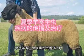 夏季羊寄生虫疾病的传播及治疗视频封面