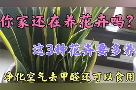 居室养花就养这3种花，去异味去甲醛还能食用！涨知识啦！视频封面