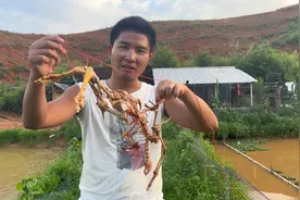 甲鱼到底有多能吃，一只鸡直接扔进甲鱼塘，最后只剩骨架了