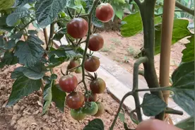 西红柿采摘是大有讲究的，采摘的时机掌握好了，口感爆浆裂果率低视频封面