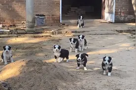 大爷的狗7岁了，一年生两窝，一窝10000元，已经给孩子买车了视频封面