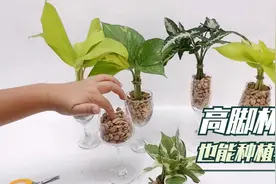 坏的高脚杯不要扔！塞几根叶子，成品，卖50，你们说值吗？视频封面