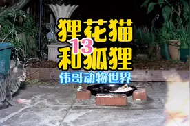 主人和狗狗深夜外出，狐狸闯进了院子和狸花猫发生冲突视频封面