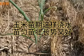玉米浇水也有技巧，这样几种方法浇水，苗匀苗壮长势好视频封面