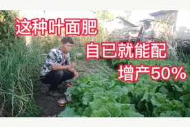 这种自制叶面肥，喷施萝卜、白菜、胡萝卜等蔬菜，增产达50%视频封面