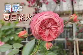 适合两广的月季夏日花火，多头勤花耐热，捡漏哥讲述种植感想
