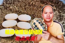 石金钱龟已经产蛋了，检查一下龟蛋的情况，能孵化小龟苗吗？视频封面