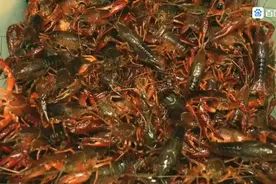 日本将小龙虾列为入侵物种禁止出售，泛滥的却想出口中国。