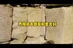 玉米秸秆草块，玉米秸秆草球。养殖成本低，草料要买好