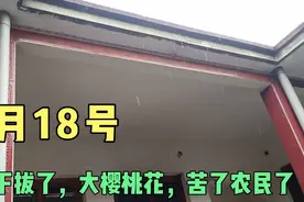 山东泰安下拔了，大樱桃花 ，什么天啊视频封面