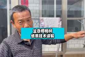 盆栽樱桃树修剪视频封面