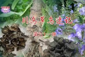 中药速记  第六十一讲   川乌与草乌速记