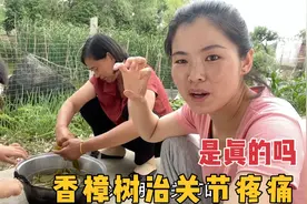 婆婆手关节痛的不能打弯，听说香樟树可以治疗，这方法真有效吗？