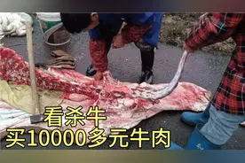 大公牛用电击宰杀，带大家认识牛的部位，一次性买1万多元牛肉