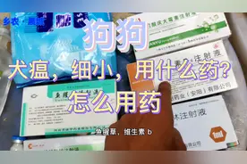 养狗必备，狗犬瘟或狗细小怎么办？让我来告诉你怎么用药视频封面