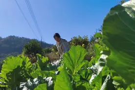 白云深处，广西女子独居深山，山泉水淋菜，过着日出而作的日子视频封面