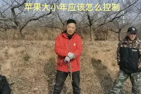 苹果大小年应该怎么控制？控制修剪和施肥是关键！