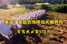 智慧农业378期：美国家庭农场移动大棚养鸡模式！成为大学MBA案例视频封面