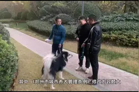 郑州，每户居民只允许饲养一只犬视频封面