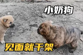 小奶狗脾气暴躁见面就干，被主人分开又接着上，场面瞬间失去控制视频封面