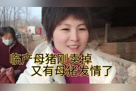 本想猪圈清场岂料菜猪又都开始发情了，只能根据市场来喂养了视频封面