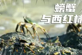 营养丰富的螃蟹与西红柿吃会中毒吗？这两种东西不能放在一起吃!视频封面