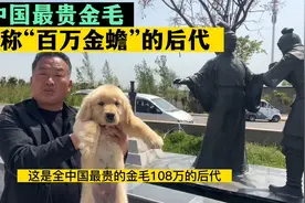 全中国最贵金毛，堪称“百万金蟾”的后代，亮哥给粉丝再接再厉视频封面