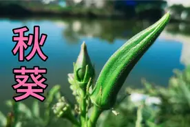 被誉为“男人菜，女人爱”的草药植物，原来是秋葵，厉害了视频封面