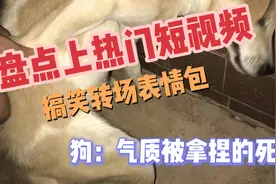 盘点短时候搞笑，最热门转场表情包😄视频封面
