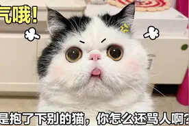 主人抱了外面的猫，被自家猫咪发现后，又是骂人又是瞪眼视频封面