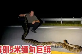 解剖5米缅甸巨蟒 它吃了什么？视频封面