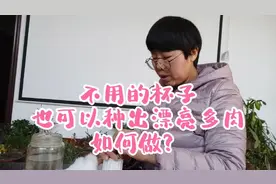 没有花盆不用买，自己做花盆养多肉，“省钱”又好看视频封面