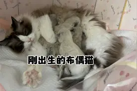 刚出生的4只小布偶目测五千一只，所以繁育到底赚不赚钱视频封面