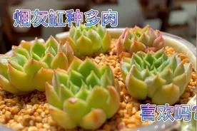 “烟灰缸”种多肉，也可以美翻天！多肉上盆梦幻玫瑰，看效果如何视频封面
