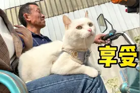 开着敞篷车带碰瓷猫去地里干活，小家伙开心坏了视频封面