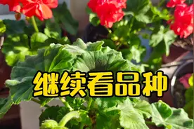 天竺葵品种多多，带你了解这几个品种视频封面
