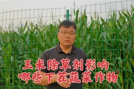 河南500万亩农田绝收，农户灾后补种蔬菜，要警惕玉米除草剂危害视频封面