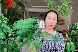 文竹长出“大长腿”要及时修剪，才能生长旺盛！视频封面