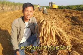 听说种百部很挣钱，是真的吗？带你走进南宁坛洛百部基地了解情况视频封面