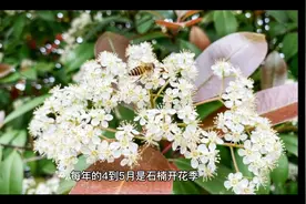 武汉为什么大量种石楠花？视频封面