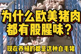 全球猪肉年产超1亿吨，中国吃掉一半，但欧美猪肉为啥有股腥味？