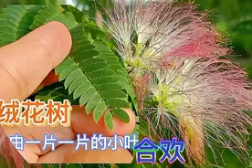 “合欢树”又名“绒花树”，花朵树皮均有药用价值，失眠人群看视频封面